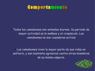 Comportamiento
●
Todos los camaleones son animales diurnos. Su periodo de
mayor actividad es la mañana y el crepúsculo. Los
camaleones no son cazadores activos
●
Los camaleones viven la mayor parte de sus vidas en
solitario, y son bastante agresivos contra otros miembros
de su misma especie.
 