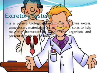 Excretory System
 is a passive biological system that removes excess,
 unnecessary materials from an organism, so as to help
 maintain homeostasis within the organism and
 prevent damage to the body.
 