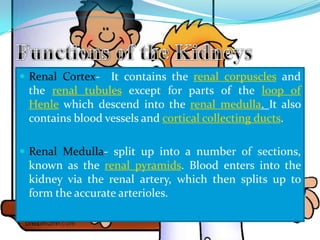  Renal Cortex-  It contains the renal corpuscles and
 the renal tubules except for parts of the loop of
 Henle which descend into the renal medulla. It also
 contains blood vessels and cortical collecting ducts.

 Renal Medulla- split up into a number of sections,
 known as the renal pyramids. Blood enters into the
 kidney via the renal artery, which then splits up to
 form the accurate arterioles.
 