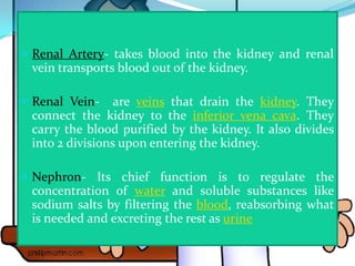  Renal Artery- takes blood into the kidney and renal
 vein transports blood out of the kidney.

 Renal Vein-    are veins that drain the kidney. They
 connect the kidney to the inferior vena cava. They
 carry the blood purified by the kidney. It also divides
 into 2 divisions upon entering the kidney.

 Nephron- Its chief function is to regulate the
 concentration of water and soluble substances like
 sodium salts by filtering the blood, reabsorbing what
 is needed and excreting the rest as urine
 