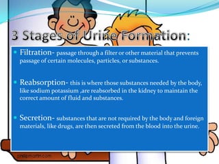 :
 Filtration- passage through a filter or other material that prevents
  passage of certain molecules, particles, or substances.


 Reabsorption- this is where those substances needed by the body,
  like sodium potassium ,are reabsorbed in the kidney to maintain the
  correct amount of fluid and substances.


 Secretion- substances that are not required by the body and foreign
  materials, like drugs, are then secreted from the blood into the urine.
 