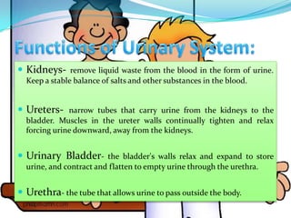  Kidneys- remove liquid waste from the blood in the form of urine.
  Keep a stable balance of salts and other substances in the blood.


 Ureters- narrow tubes that carry urine from the kidneys to the
  bladder. Muscles in the ureter walls continually tighten and relax
  forcing urine downward, away from the kidneys.


 Urinary Bladder- the bladder's walls relax and expand to store
  urine, and contract and flatten to empty urine through the urethra.


 Urethra- the tube that allows urine to pass outside the body.
 