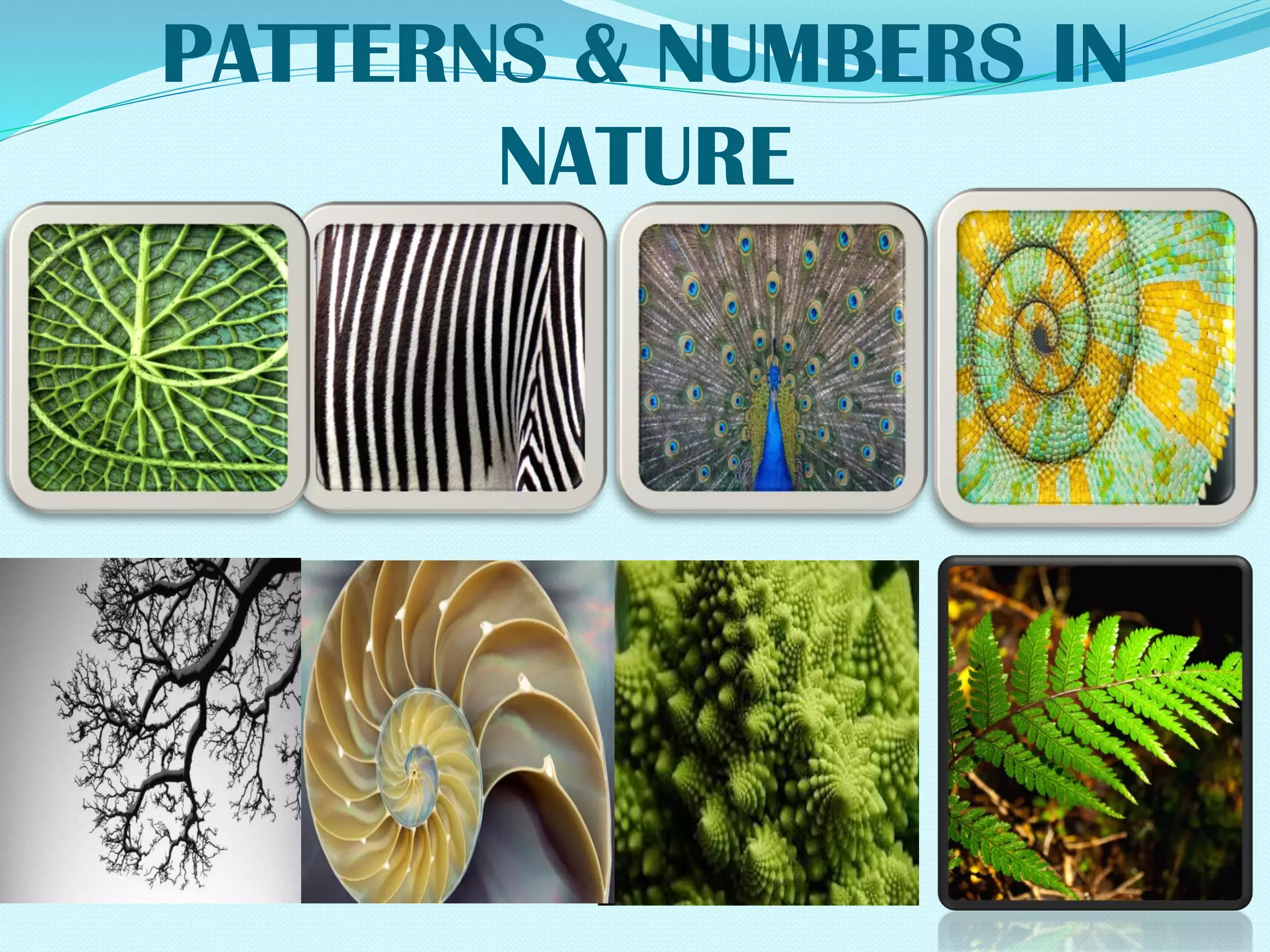 POWER POINT IN PATTERN IN NATURE pdf
