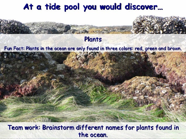 3. list 8 different marine life found in tidal pools.