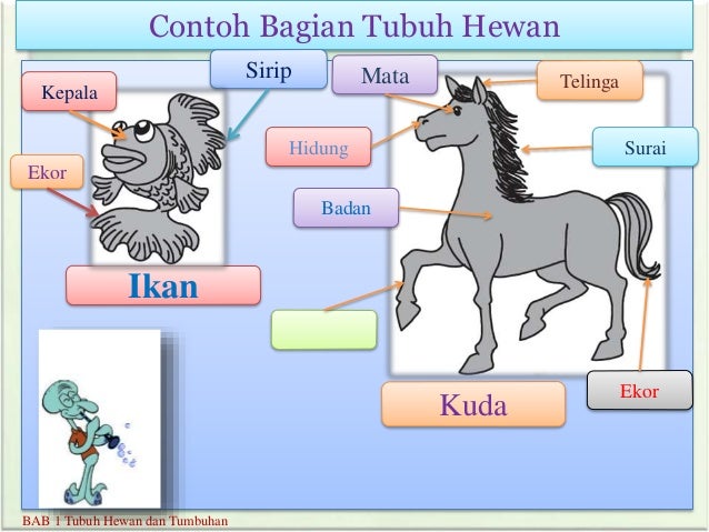 8400 Gambar Bagian Tubuh Hewan Dan Tumbuhan Terbaru