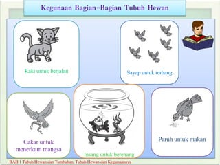 Kegunaan Bagian-Bagian Tubuh Hewan
BAB 1 Tubuh Hewan dan Tumbuhan, Tubuh Hewan dan Kegunaannya
Sayap untuk terbang
Paruh untuk makanCakar untuk
menerkam mangsa
Kaki untuk berjalan
Insang untuk berenang
 