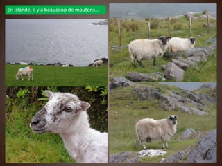En Irlande, il y a beaucoup de moutons…
 