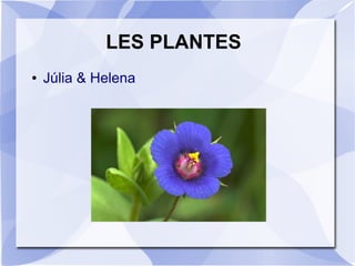 LES PLANTES
● Júlia & Helena
 