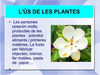 L'ÚS DE LES PLANTES
● Les persones
obtenim molts
productes de les
plantes . sobretot
aliments i primeres
matéries. La fusta
per fabricar
objectes, cremar,
fer mobles, pasta
de paper,...
●
 