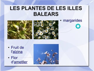 LES PLANTES DE LES ILLES
BALEARS
●
● Fruit de
l'alzina
● Flor
d'ametller
● margarides
 
