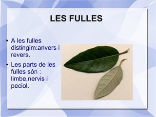 LES FULLES
● A les fulles
distingim:anvers i
revers.
● Les parts de les
fulles són :
limbe,nervis i
peciol.
 
