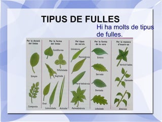 TIPUS DE FULLES
Hi ha molts de tipus
de fulles.
 