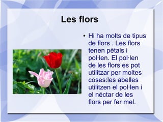 Les flors
● Hi ha molts de tipus
de flors . Les flors
tenen pètals i
pol·len. El pol·len
de les flors es pot
utilitzar per moltes
coses:les abelles
utilitzen el pol·len i
el néctar de les
flors per fer mel.
 