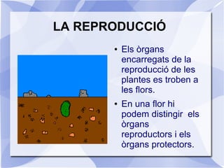 LA REPRODUCCIÓ
● Els òrgans
encarregats de la
reproducció de les
plantes es troben a
les flors.
● En una flor hi
podem distingir els
òrgans
reproductors i els
òrgans protectors.
 