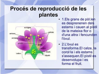 Procés de reproducció de les
plantes
● 1.Els grans de pòl.len
es desprenenen dels
estams i cauen al pístil
de la mateixa flor o
d'una altra i fencunden
l'òvul.
● 2.L'òvul es
transforma.El calze, la
corol·la i els estams
s'assequen.El pístil es
desenvolupa i es
forma el fruit.
 