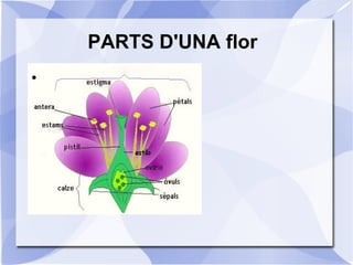 PARTS D'UNA flor
●
 