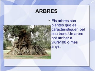 ARBRES
● Els arbres són
plantes que es
caracteristiquen pel
seu tronc.Un arbre
pot arribar a
viure100 o mes
anys.
 