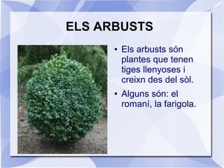 ELS ARBUSTS
● Els arbusts són
plantes que tenen
tiges llenyoses i
creixn des del sòl.
● Alguns són: el
romaní, la farigola.
 