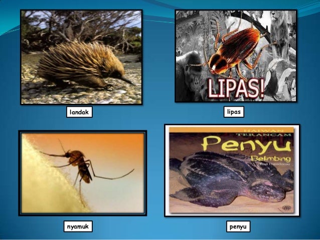 Power point kamus bergambar haiwan