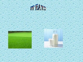 Paula's power point kangaroo