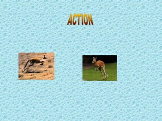 Paula's power point kangaroo