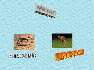 Paula's power point kangaroo