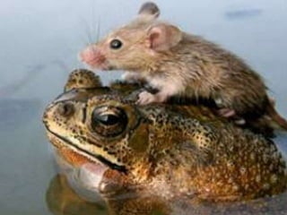 PowerPoint Karaoke Slides from DrupalCorn 2014