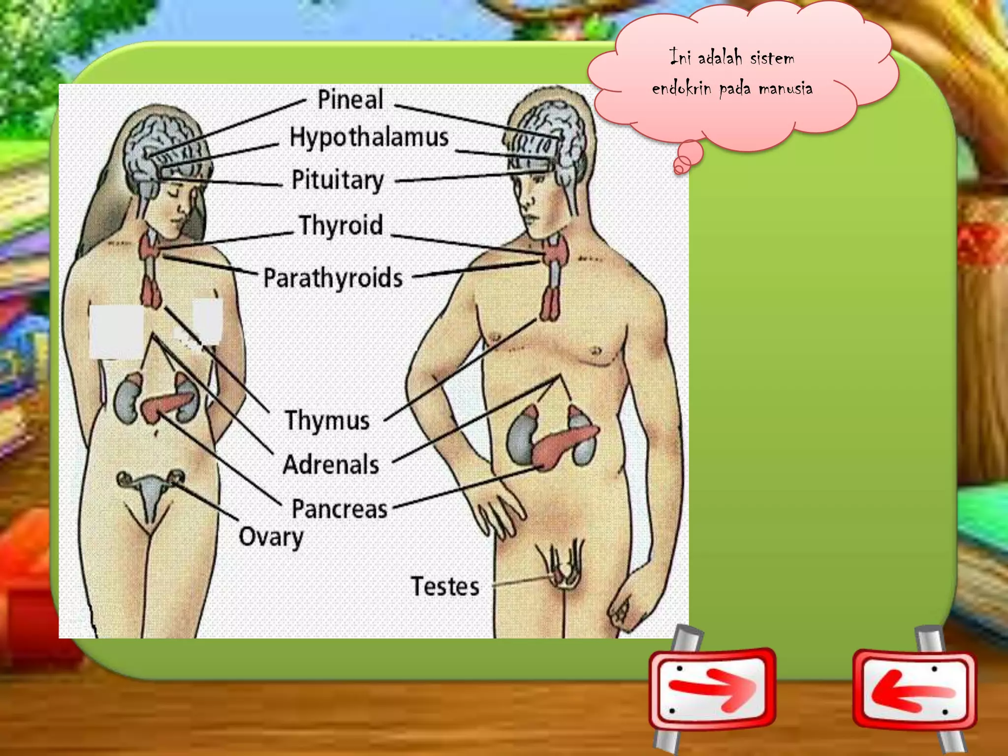 Ini adalah sistem
endokrin pada manusia

 
