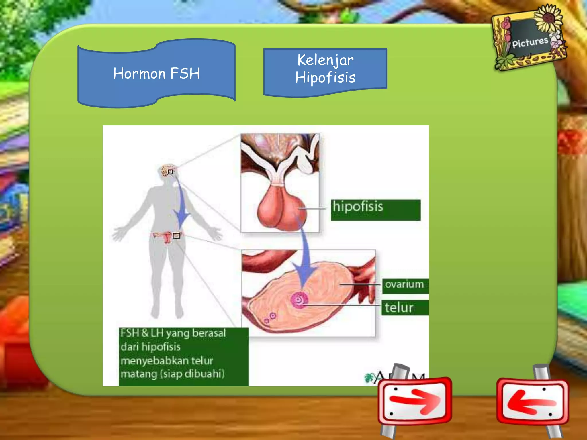 Hormon FSH

Kelenjar
Hipofisis

 