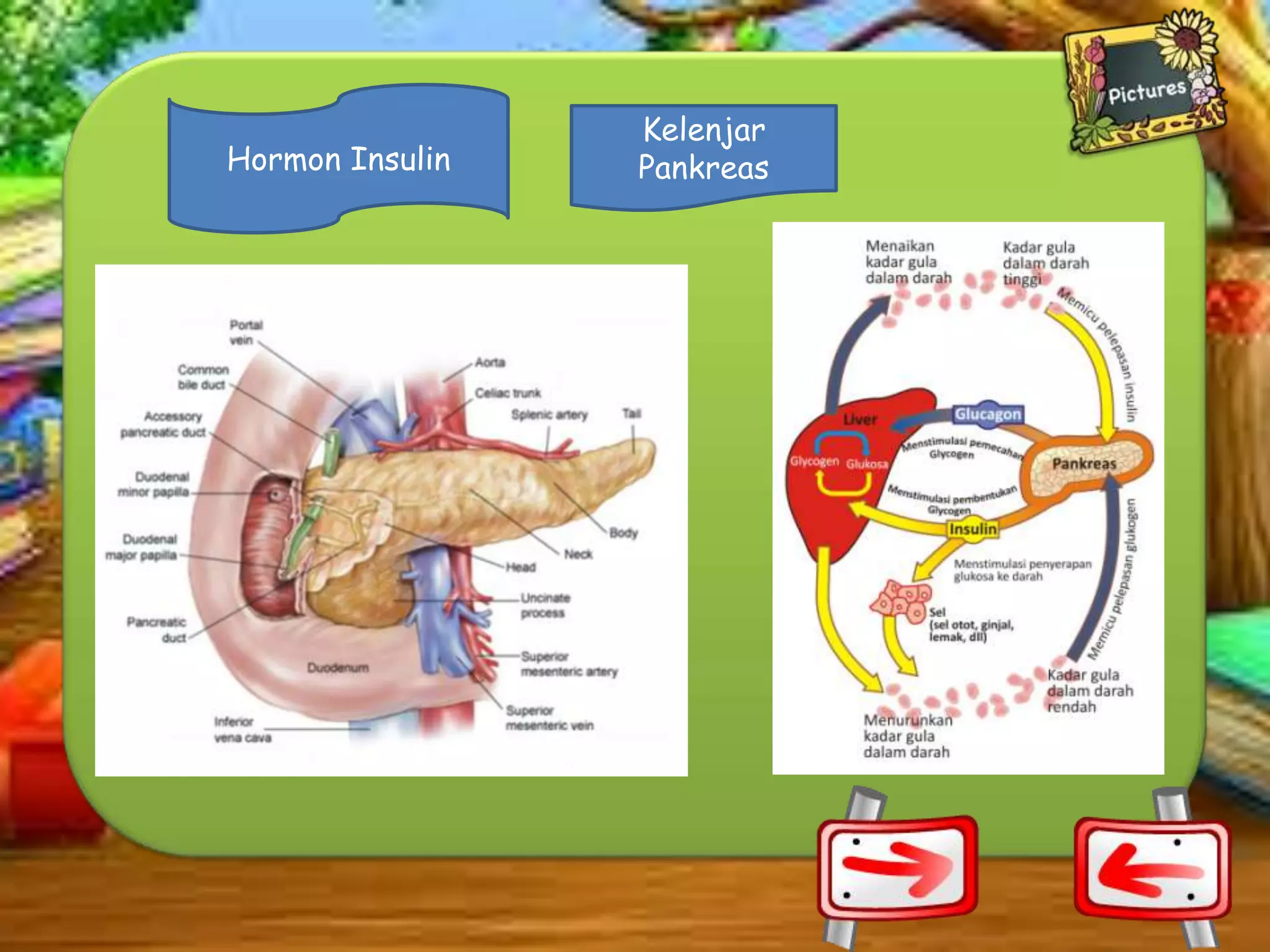 Hormon Insulin

Kelenjar
Pankreas

 