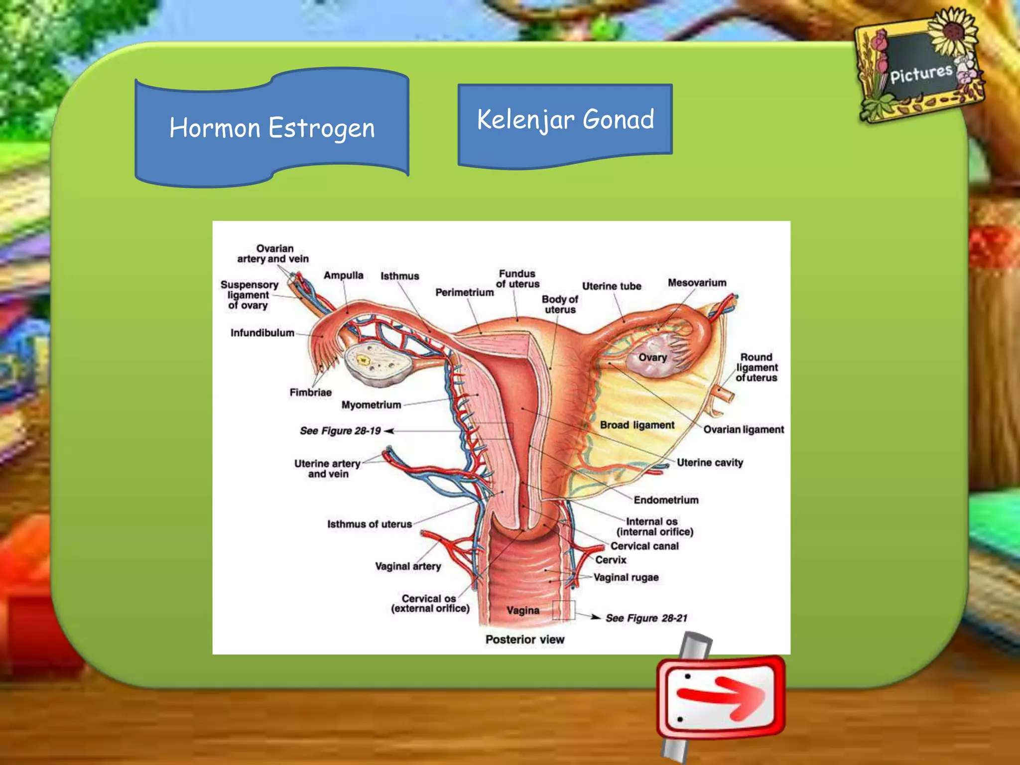 Hormon Estrogen

Kelenjar Gonad

 