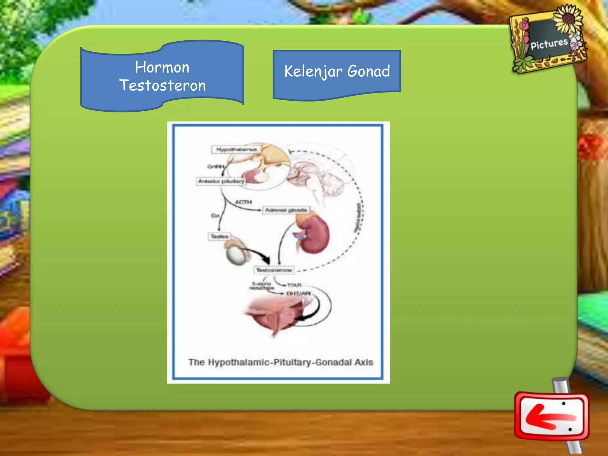 Hormon
Testosteron

Kelenjar Gonad

 