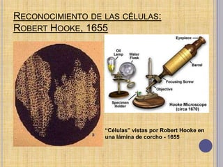 Reconocimiento de las células: Robert Hooke, 1655,[object Object],“Células” vistas por Robert Hooke en una lámina de corcho - 1655,[object Object]