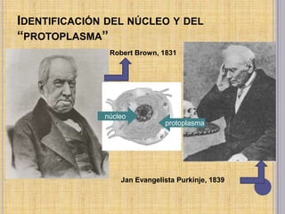Identificación del núcleo y del “protoplasma”,[object Object],Robert Brown, 1831,[object Object],núcleo,[object Object],protoplasma,[object Object],Jan Evangelista Purkinje, 1839,[object Object]