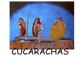 CUCARACHAS
 
