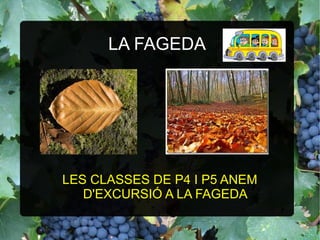 LA FAGEDA

LES CLASSES DE P4 I P5 ANEM
D'EXCURSIÓ A LA FAGEDA

 