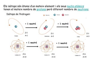 Els isòtops són àtoms d’un mateix element i els seus nuclis atòmics
tenen el mateix nombre de protons però diferent nombre de neutrons.
Isòtops de l’hidrogen:
+ 1 neutró + 1 neutró
Z=1
A=1
Z=1
A=2
Z=1
A=3
Z=6
A=12
Z=6
A=13
Z=6
A=14
+ 1 neutró + 1 neutró
 