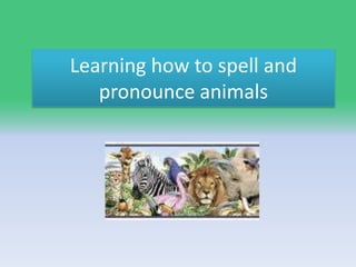 Learning how to spell and pronounce animals 