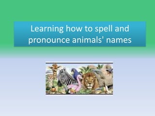 Learning how to spell and pronounce animals' names 