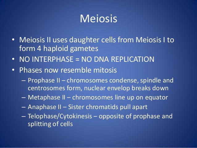 dna replication mitosis meiosis and