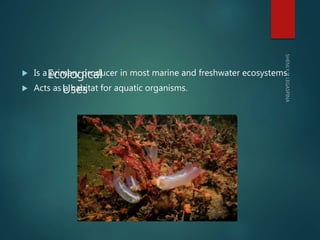 Ecological
Uses
 Is a primary producer in most marine and freshwater ecosystems.
 Acts as a habitat for aquatic organism...
