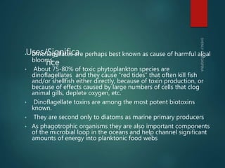 Uses/Significa
nce
• Dinoflagellates are perhaps best known as cause of harmful algal
blooms
• About 75-80% of toxic phyto...