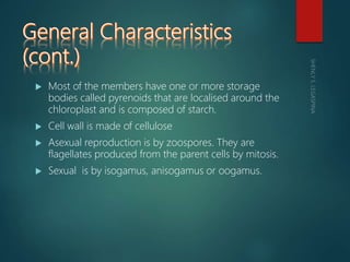  Most of the members have one or more storage
bodies called pyrenoids that are localised around the
chloroplast and is co...