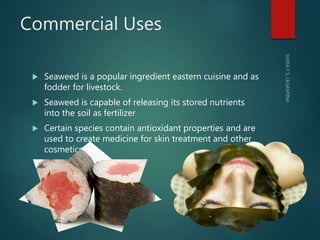 Commercial Uses
 Seaweed is a popular ingredient eastern cuisine and as
fodder for livestock.
 Seaweed is capable of rel...