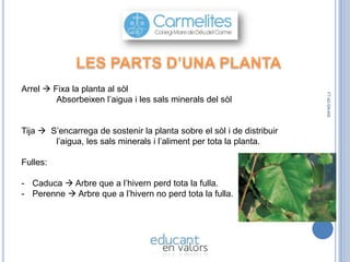 Tija  S’encarrega de sostenir la planta sobre el sòl i de distribuir
l’aigua, les sals minerals i l’aliment per tota la planta.
Fulles:
- Caduca  Arbre que a l’hivern perd tota la fulla.
- Perenne  Arbre que a l’hivern no perd tota la fulla.

FT-42-GN-400

Arrel  Fixa la planta al sòl
Absorbeixen l’aigua i les sals minerals del sòl

 