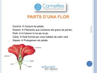 FT-42-GN-400

Corol·la  Conjunt de pètals.
Estams  Filaments que contenen els grans de pol·len.
Pistil  A l’interior hi ha els òvuls.
Calze  Està format per unes fulletes de color verd
Sèpals  Protegeixen els pètals.

 