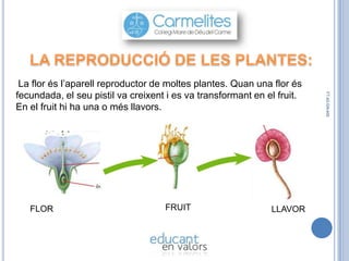 FLOR

FRUIT

LLAVOR

FT-42-GN-400

La flor és l’aparell reproductor de moltes plantes. Quan una flor és
fecundada, el seu pistil va creixent i es va transformant en el fruit.
En el fruit hi ha una o més llavors.

 