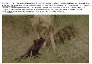 EL LOBO Y LA LOBA ALFA PERMANECEN JUNTOS MUCHOS AÑOS. JUNTOS PREPARAN LA GUARIDA
Y EN 60 DIAS NACEN DE 5 A 10 LOBEZNOS. AL NACER SON CIEGOS ,DE COLOR NEGRO Y CON OJOS
AZULES . TOMAN LECHE DE LA LOBA HASTA QUE LES SALEN LOS DIENTES, LUEGO TANTO EL
LOBO ALFA COMO EL RESTO DE LA MANADA LES DAN TROZOS DE CARNE YA MASTICADA.
LOS LOBOS EN LIBERTAD VIVEN 10 AÑOS Y EN CAUTIVIDAD 15 AÑOS.
 