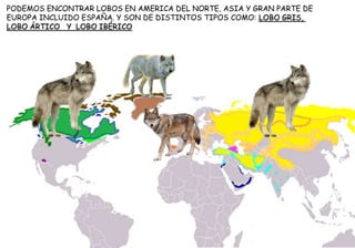 PODEMOS ENCONTRAR LOBOS EN AMERICA DEL NORTE, ASIA Y GRAN PARTE DE
EUROPA INCLUIDO ESPAÑA. Y SON DE DISTINTOS TIPOS COMO: LOBO GRIS,
LOBO ÁRTICO Y LOBO IBÉRICO
 