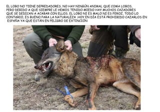 EL LOBO NO TIENE DEPREDADORES, NO HAY NINGÚN ANIMAL QUE COMA LOBOS,
PERO DEBIDO A QUE SIEMPRE LE HEMOS TENIDO MIEDO HAY MUCHOS CAZADORES
QUE SE DEDICAN A ACABAR CON ELLOS. EL LOBO NI ES MALO NI ES FEROZ, TODO LO
CONTARIO, ES BUENO PARA LA NATURALEZA .HOY EN DÍA ESTÁ PROHIBIDO CAZARLOS EN
ESPAÑA YA QUE ESTÁN EN PELIGRO DE EXTINCIÓN
 